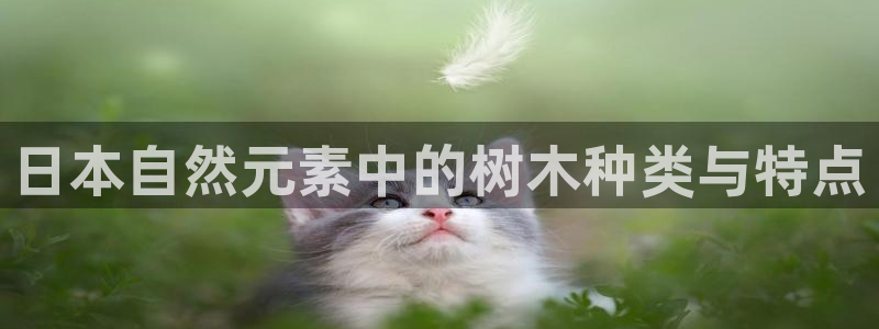新宝gg如何代理