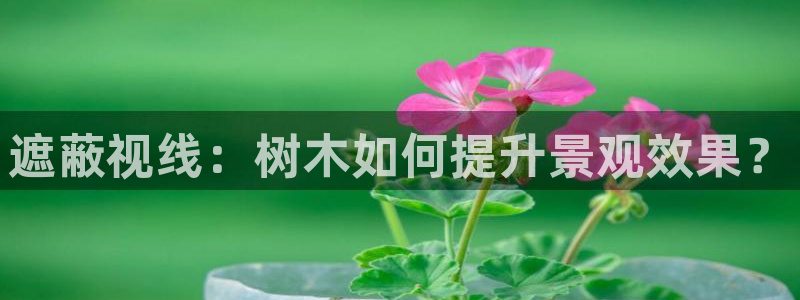 新宝gg图片