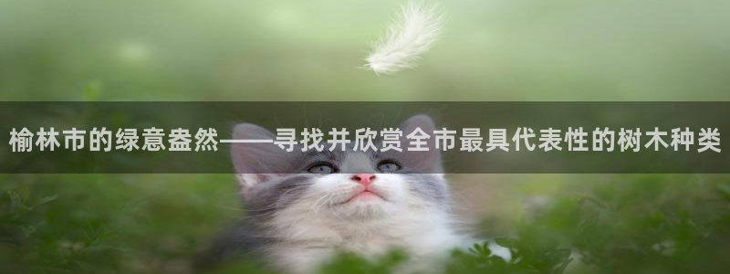 百度新宝gg