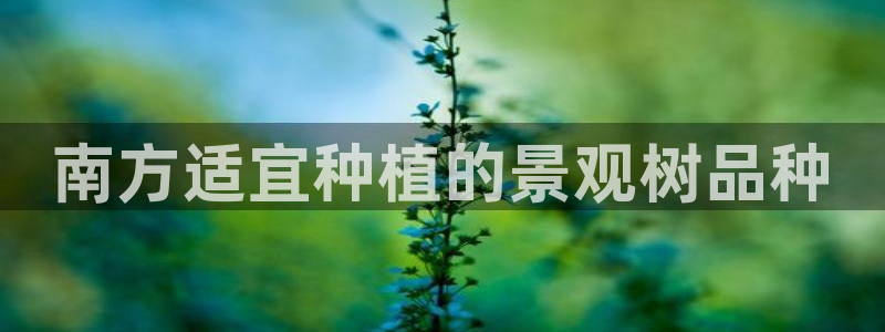 新宝gg主管、