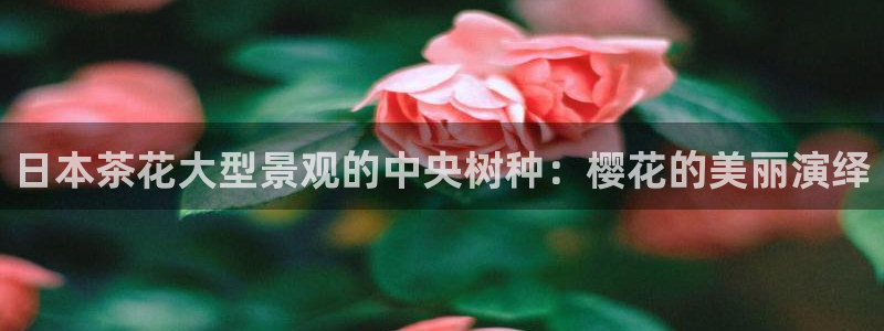 新宝gg代理条件