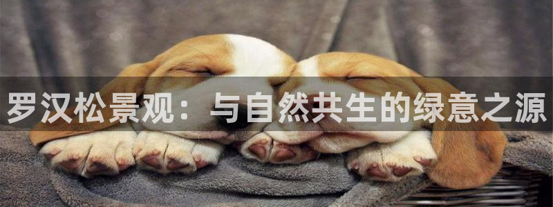 新宝 gg .com