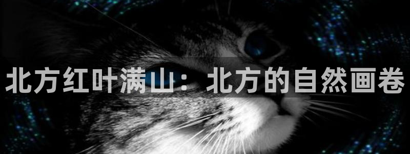 新宝gg娱乐平台
