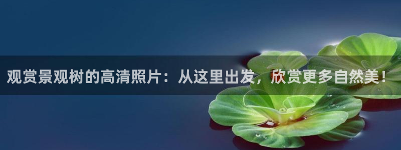 新宝gg赞颂63390：观赏景观树的高清照片：从这里出发，欣赏更多自然美！