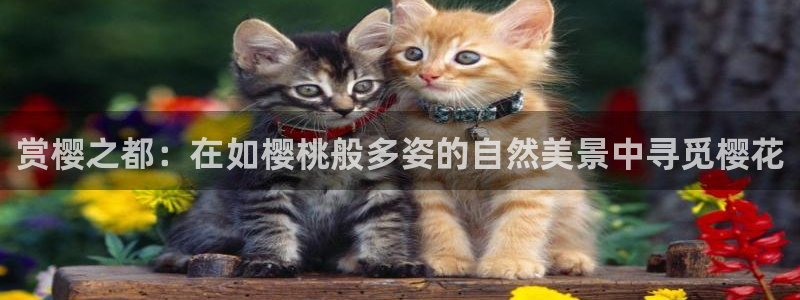 新宝gg娱乐首页