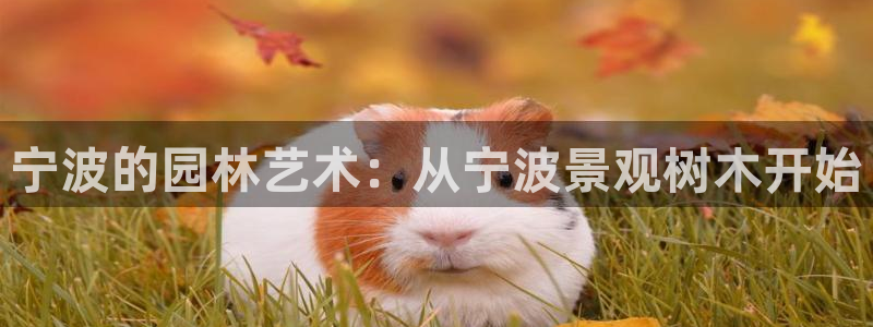 109新宝gg