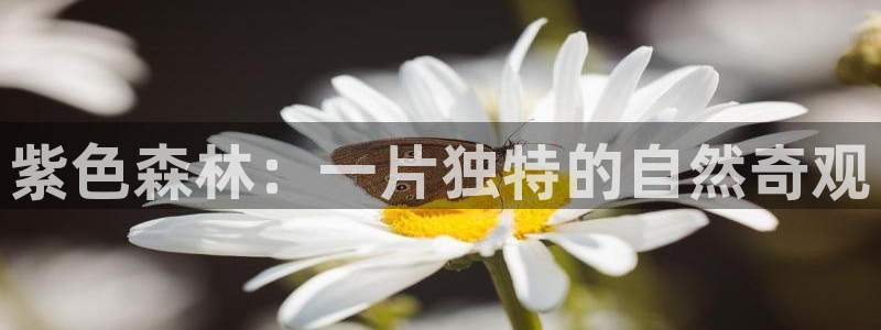 新宝gg平台开发