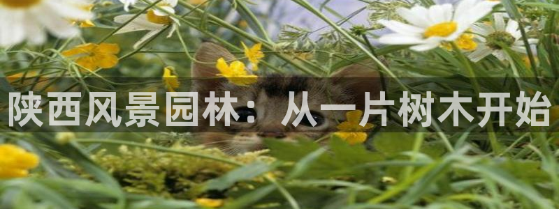 新宝GG链接：陕西风景园林：从一片树木开始